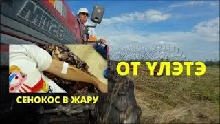 ОТ ҮЛЭТЭ - СЕНОКОС В ЖАРУ - САҤА БИИДЬИК
