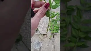 Talee Talea pianta Hoya Bella fatte radicare in acqua (radici hydro). Da acqua in terra #hoya
