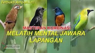 Masteran Kombinasi Full Isian Mewah WAMBI KACER MURAI CUCAK IJO Untuk Melatih Mental Jawara