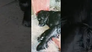 как мы спасли этого пса это просто история #shorts
