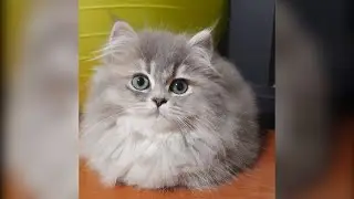 Will kitten Bell get along well with the native cat? ?