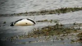 Steller's Eider near Vadsø, Norway