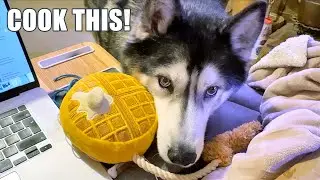 Can’t Believe He Did that! Husky Out Of Control Demanding Waffles!