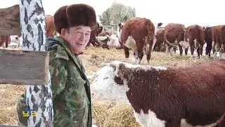 В деревне Кокуй развивается молочное и мясное скотоводство
