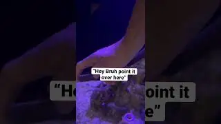 Octopuses make it hard to clean the tank 