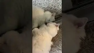 Funny cat video #turkishangora