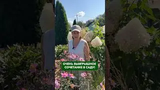 Очень выигрышное сочетание в саду! 🌾✨ Подписывайтесь, чтобы не пропустить новые видео ❤️ #сад