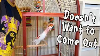 Why A Parrot Doesn't Want to Come Out - Cagebound Parrots