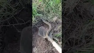 Stuck Snake