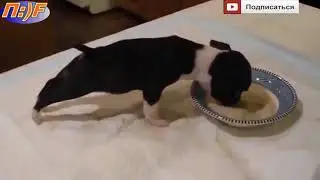 Щенок смешно ест