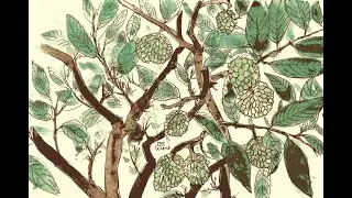 annona squamosa