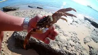 Крабик