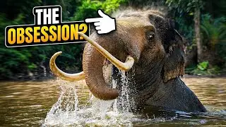 Sri Lanka: Most Desirable Island 🇱🇰 |  Cinematic Exploration