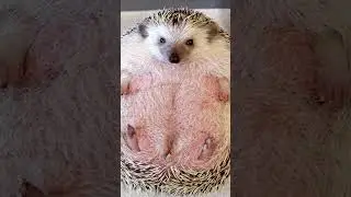 Воздушный Ежик 🦔 Интересный Факт 
