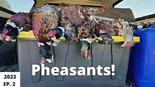 North Dakota Pheasant Hunting EP. 2
