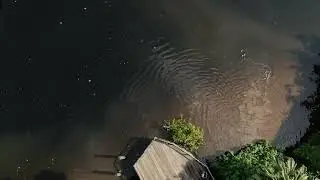 Otters in Singapore (Bonus Clip at the end)