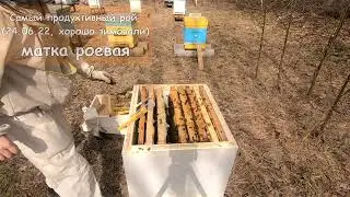 Осмотр пчёл 17 Апреля 2023, Без лишних монологов