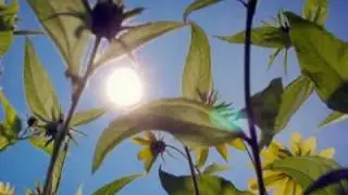 Берега мечты....