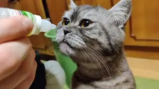 Как дать лекарство кошке, которая не сопротивляется