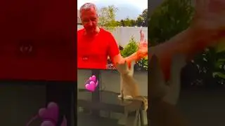 🙌Дай пять! #funny4 #забавныемоменты #пиарчик #catlover #доброеутро #flowers#speakrussian #моикотики