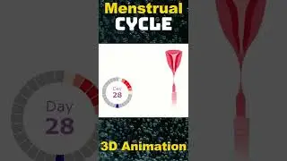 The Menstrual Cycle Demystified: Understanding Your Body's Monthly Rhythm