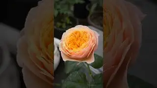 🌹 Роза Вувузела 🌸 