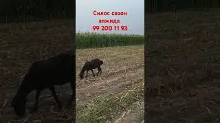 #2024 #silos #trend  #водий #бозор #абзор #силос #vodiydansado #tezkor #shorts #andijon #qorgontepa