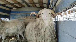 Скотный рынок Овец и Коз. Урус-мартан, 21.02.21г. Чечня.
Cattle market sheep, goats Chechnya