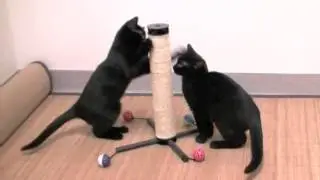 Kitty Citty Play zone в Интернет-зоомагазине ПетСовет http://www.petsovet.ru/