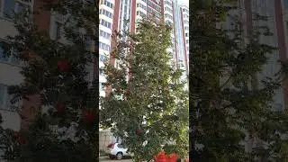 Красивая Осень в Подмосковье. Сентябрь 2024.