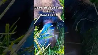 Mother Goat Giving Birth To A Kid | #viralvideo #trendingshorts #goat #goatfarming #viral #goats