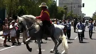 AMAZING DANCING HORSE #shorts #shortvideos #youtubeshorts