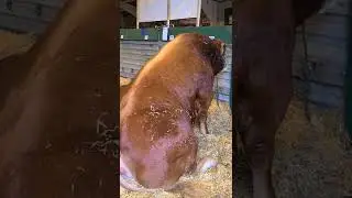 World's Largest Bull... maybe not... but Close.