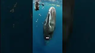 Кашалот — единственный, кто охотится на косаток!🦈😱🐋 