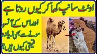 Why Camel Eat Snake?