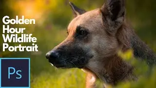 How to edit Golden hour natural sunset color grading in wildlife photography | Photoshop Tutorial