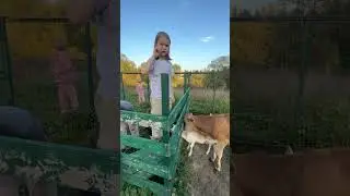 Бычок меняет окраску)
