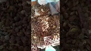 Моя аптека. Масло с абрикосовых косточек.