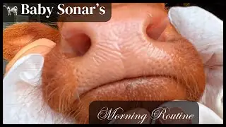 Baby Sonar’s🐄Morning Routine☀️