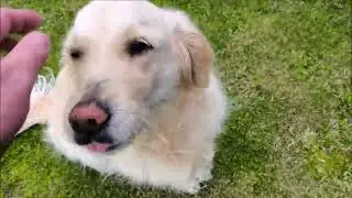 Ticks attack