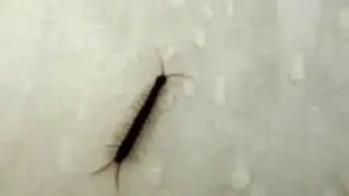 Is This A Poisonous Monster In My Bath???