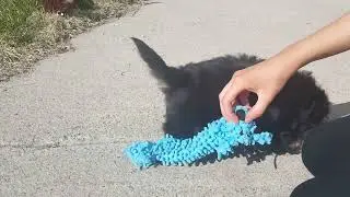 Bentley Playing in the Yard