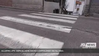 ALLARME LUPO: DOPO ALLEGHE ANCHE A CAMPOLONGO | 02/04/2024