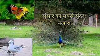 संसार का सबसे सुंदर नजारा#pets~ dog, cat, hen #videos