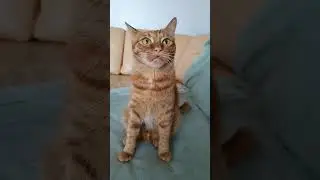 ❤️Artyom the Cat❤️ Got chatting😄