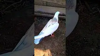 #подарок от друга чистопородные армянские гареавизи#pigeon 🇦🇲✌️
