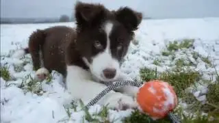 Айскнехт Эдарика(3 месяца) Бордер колли