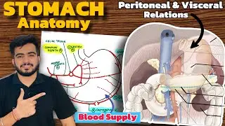 Stomach Anatomy (2/2) | Relations of Stomach | Blood Supply of Stomach | Lymphatic drainage