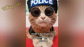 ГОВОРЯЩИЕ КОТЫ 😺 