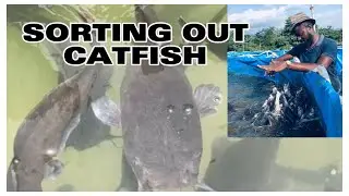 How To Sort Catfish Before Sending Them Back To Their Various Tanks & Ponds